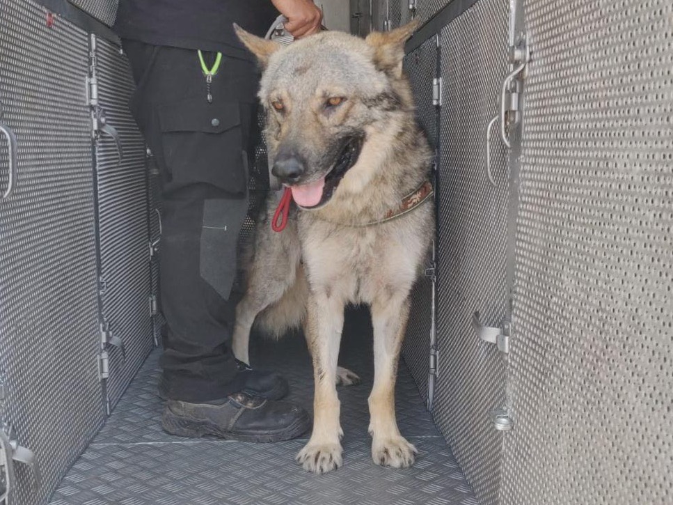 Adotta un cane, taglia grande, maschio, Roma