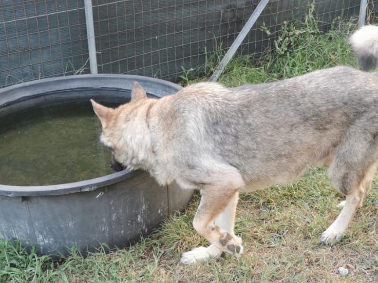 Vuoi adottare un cane a Roma?