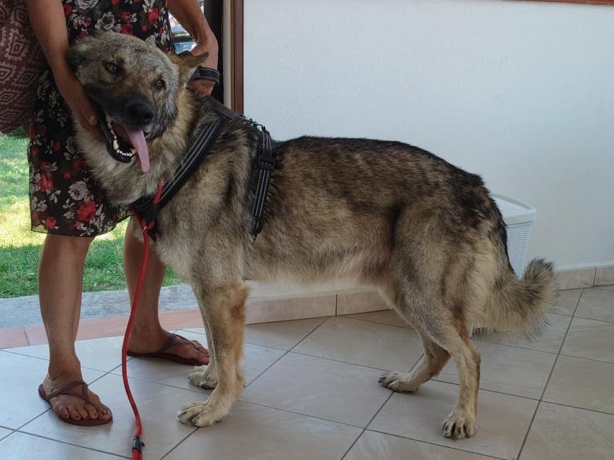 Adotta il cane ICE a Roma