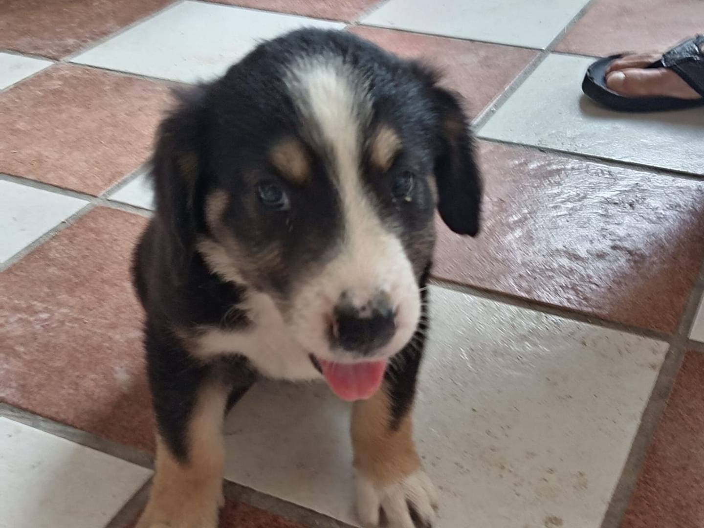 Adozione cane, femmina, Razza sconosciuta Razza sconosciuta, 2 mesi, taglia media, Avellino