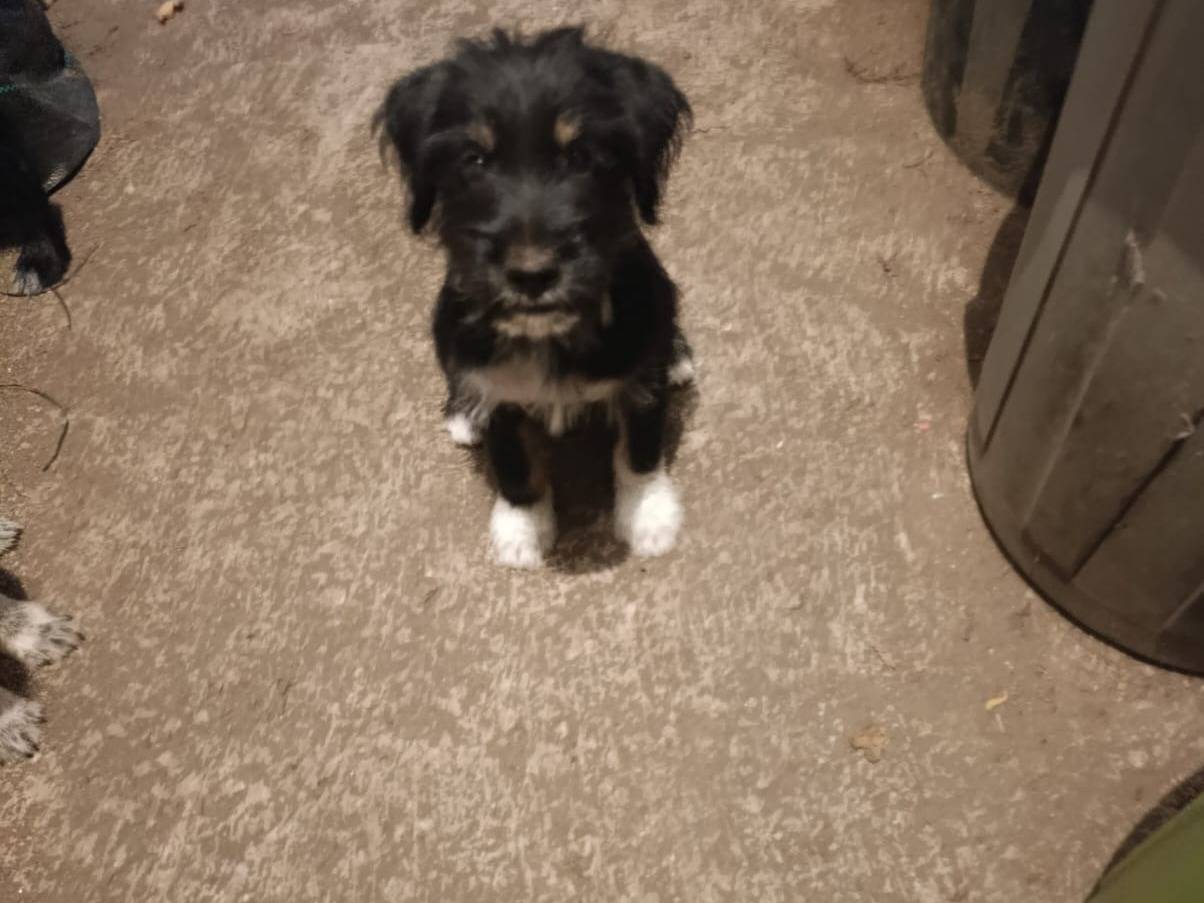 Adozione cane, maschio, Razza sconosciuta Razza sconosciuta, 2 mesi, taglia media, Avellino