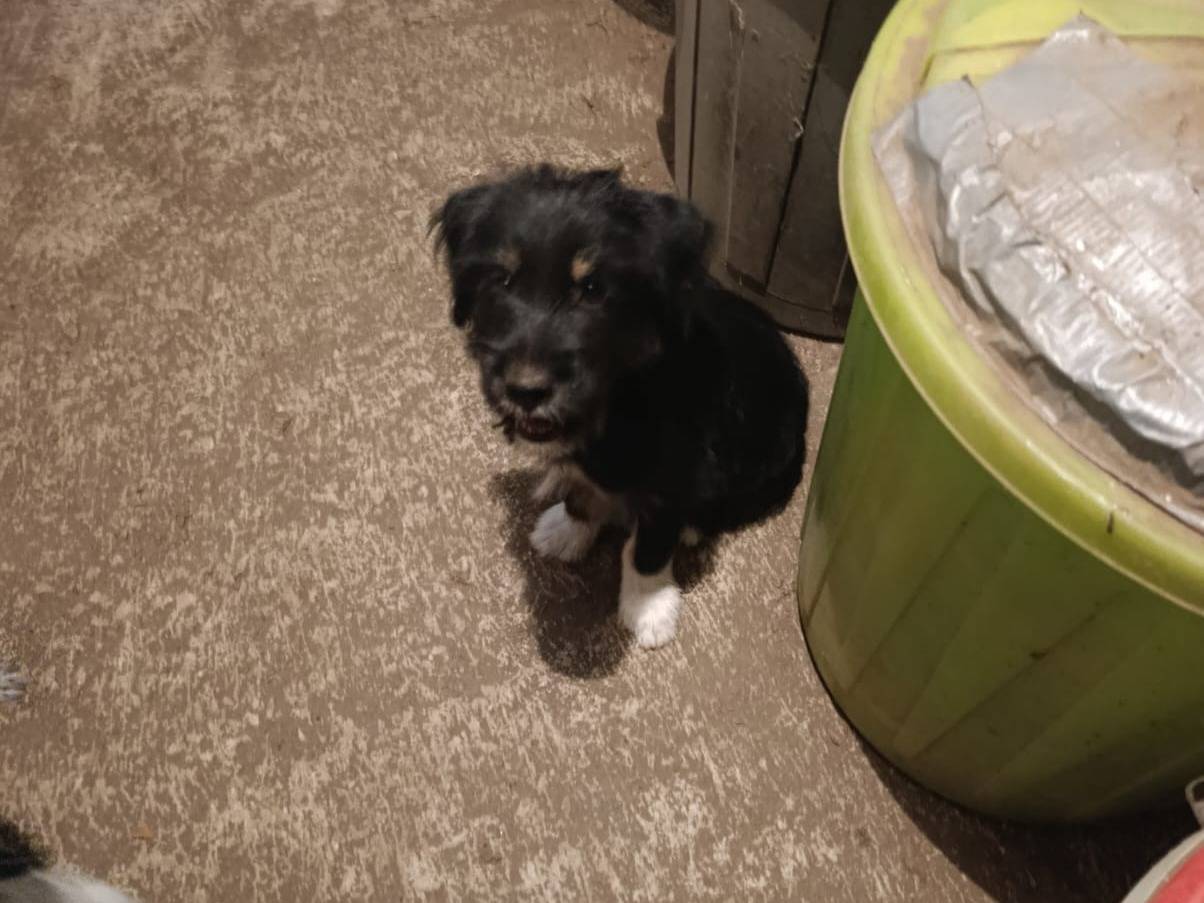 Adotta un cane, maschio, 2 mesi, Avellino
