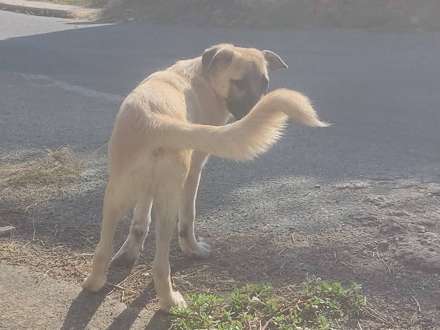 Vuoi adottare un cane a Piacenza?