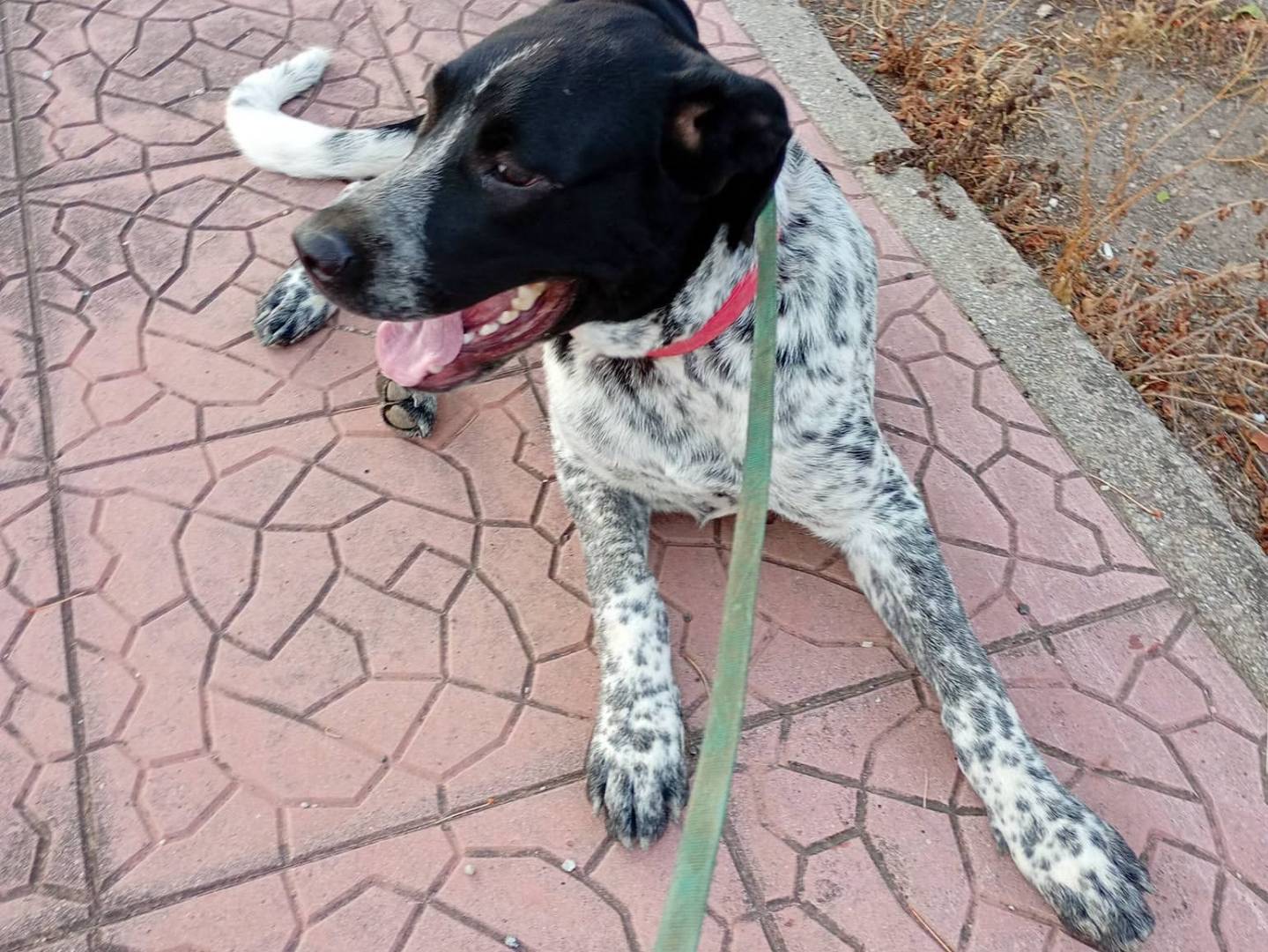 Adotta un cane, taglia grande, maschio, Arezzo