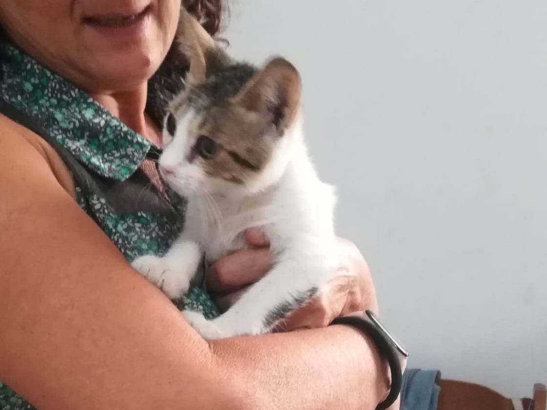 Adozione gatto, femmina, Razza sconosciuta Razza sconosciuta, 3 mesi, taglia non valida, Milano