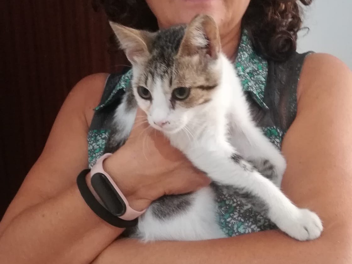 Adotta un gatto, femmina, 3 mesi, Milano