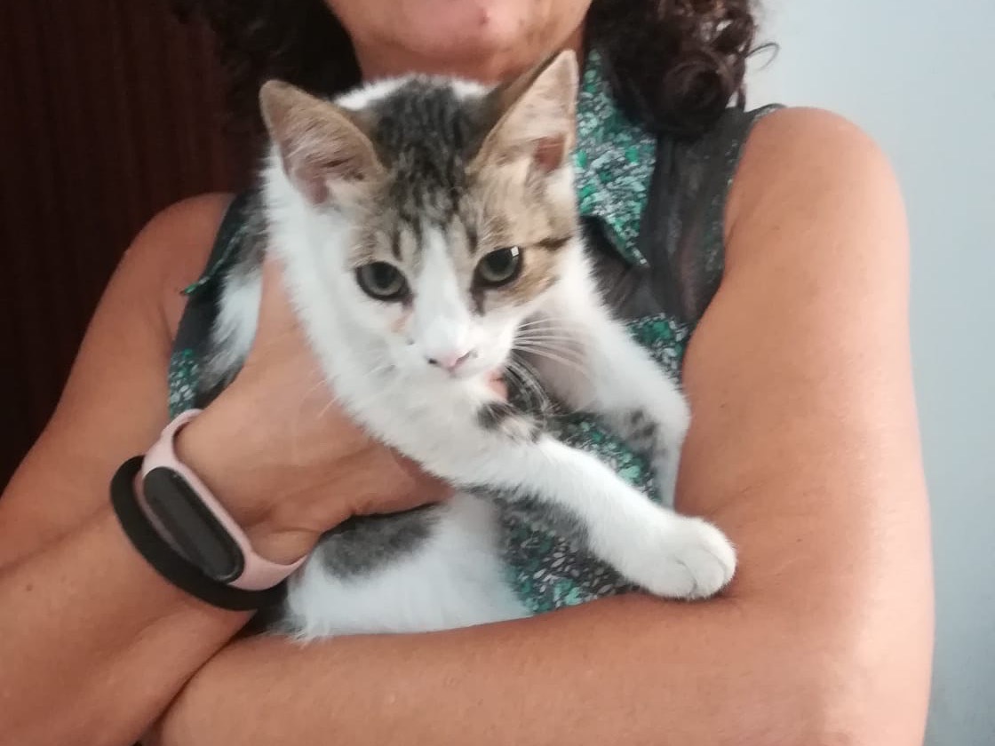 Adotta un gatto, taglia non valida, femmina, Milano