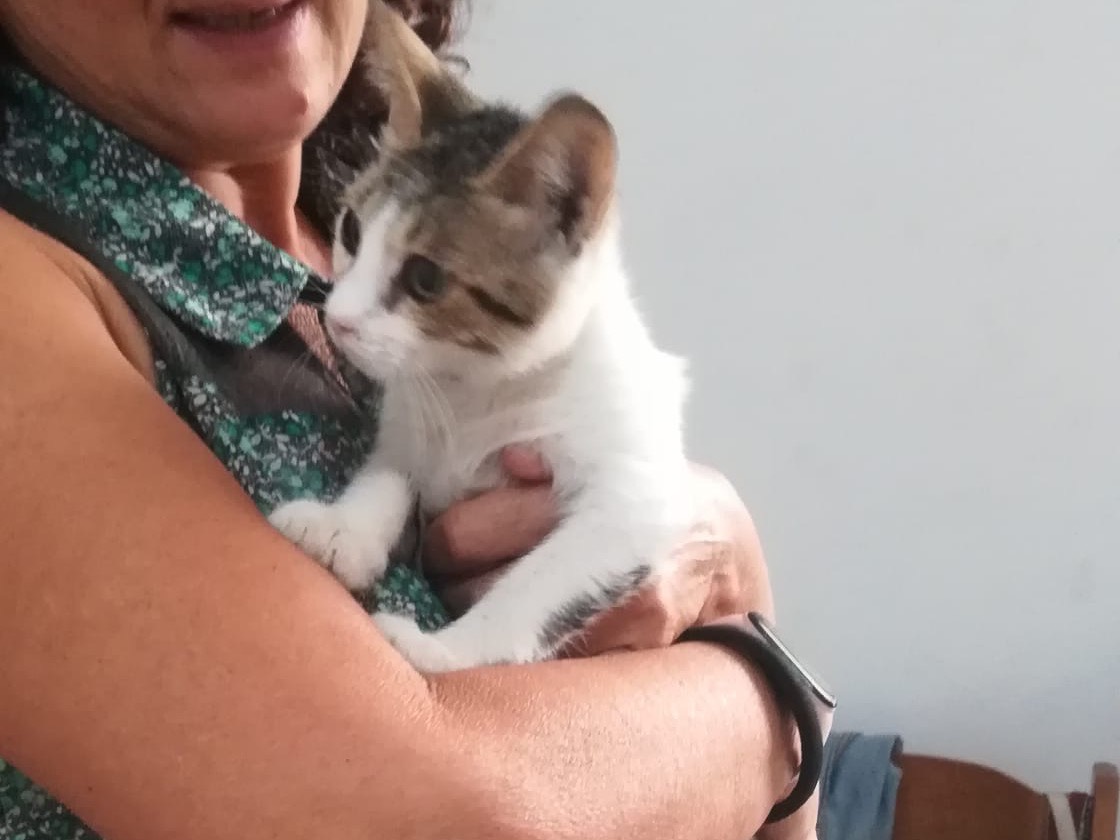 Vuoi adottare un gatto a Milano?