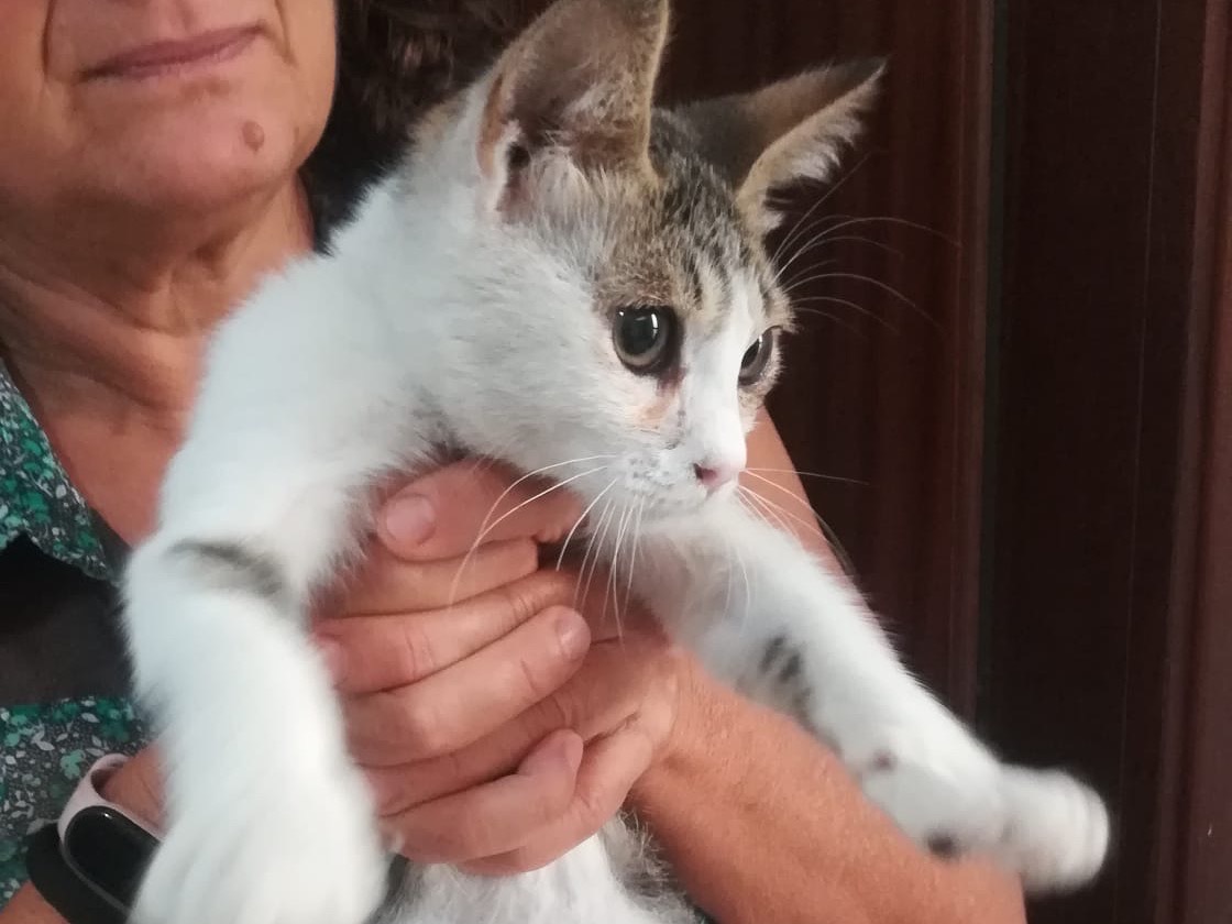 Adotta il gatto Lulù a Milano