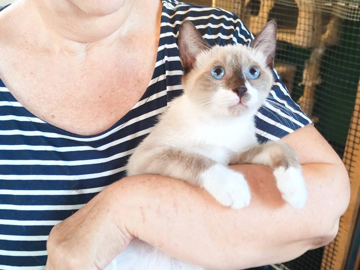 Vuoi adottare un gatto a Cremona?