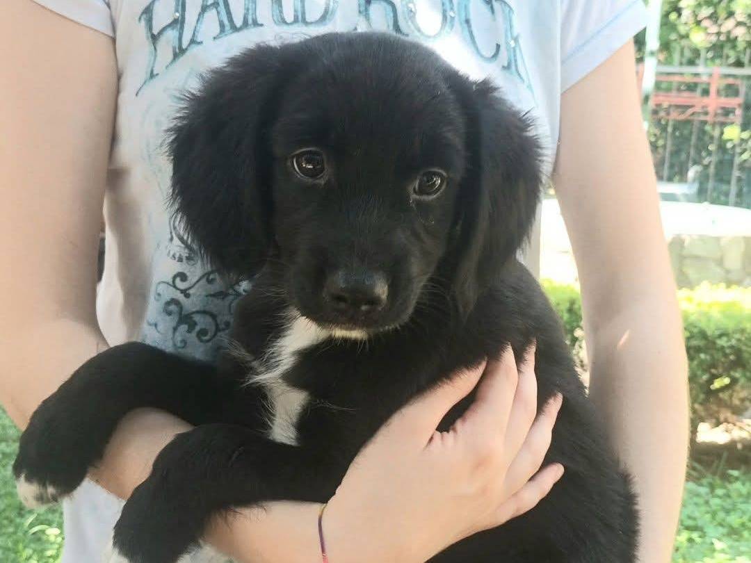 Adozione cane, femmina, Razza sconosciuta Razza sconosciuta, 2 mesi, taglia piccola, Cosenza