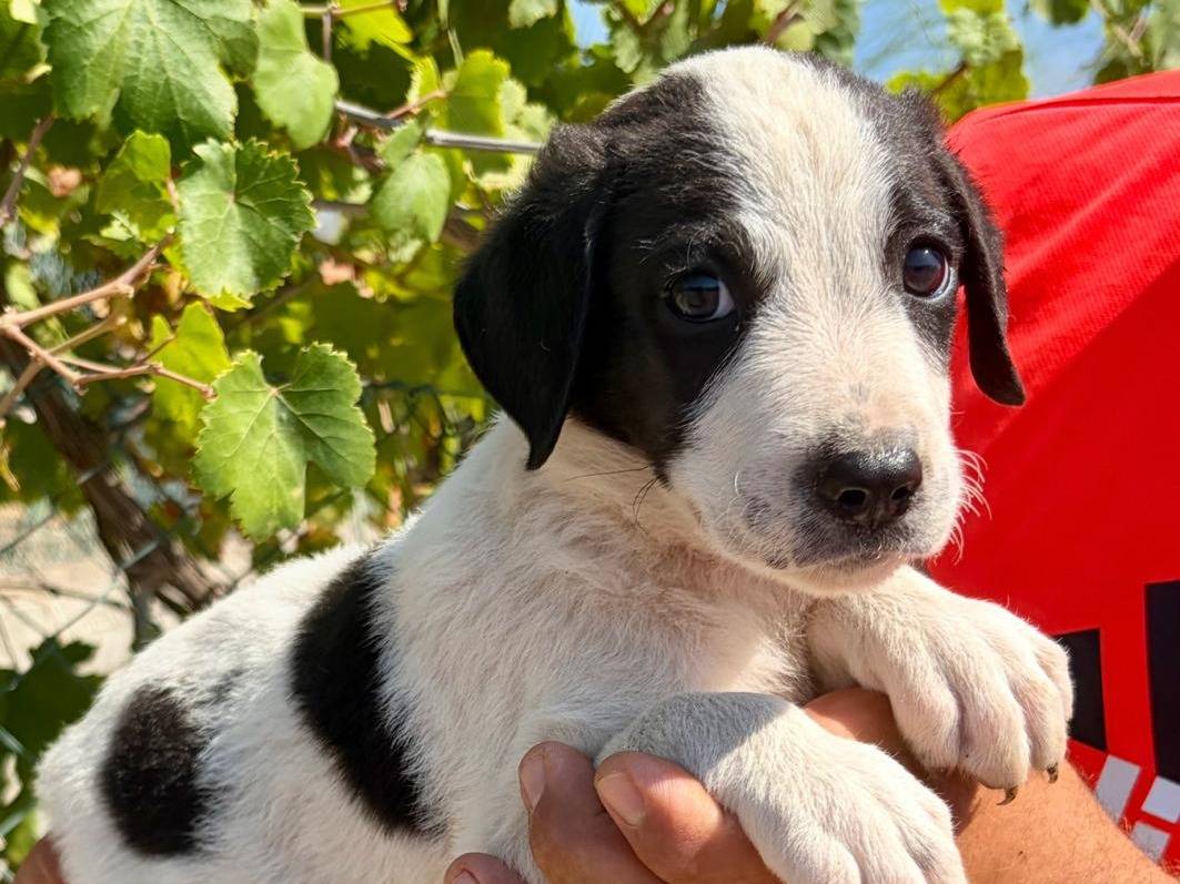 Vuoi adottare un cane a Siracusa?