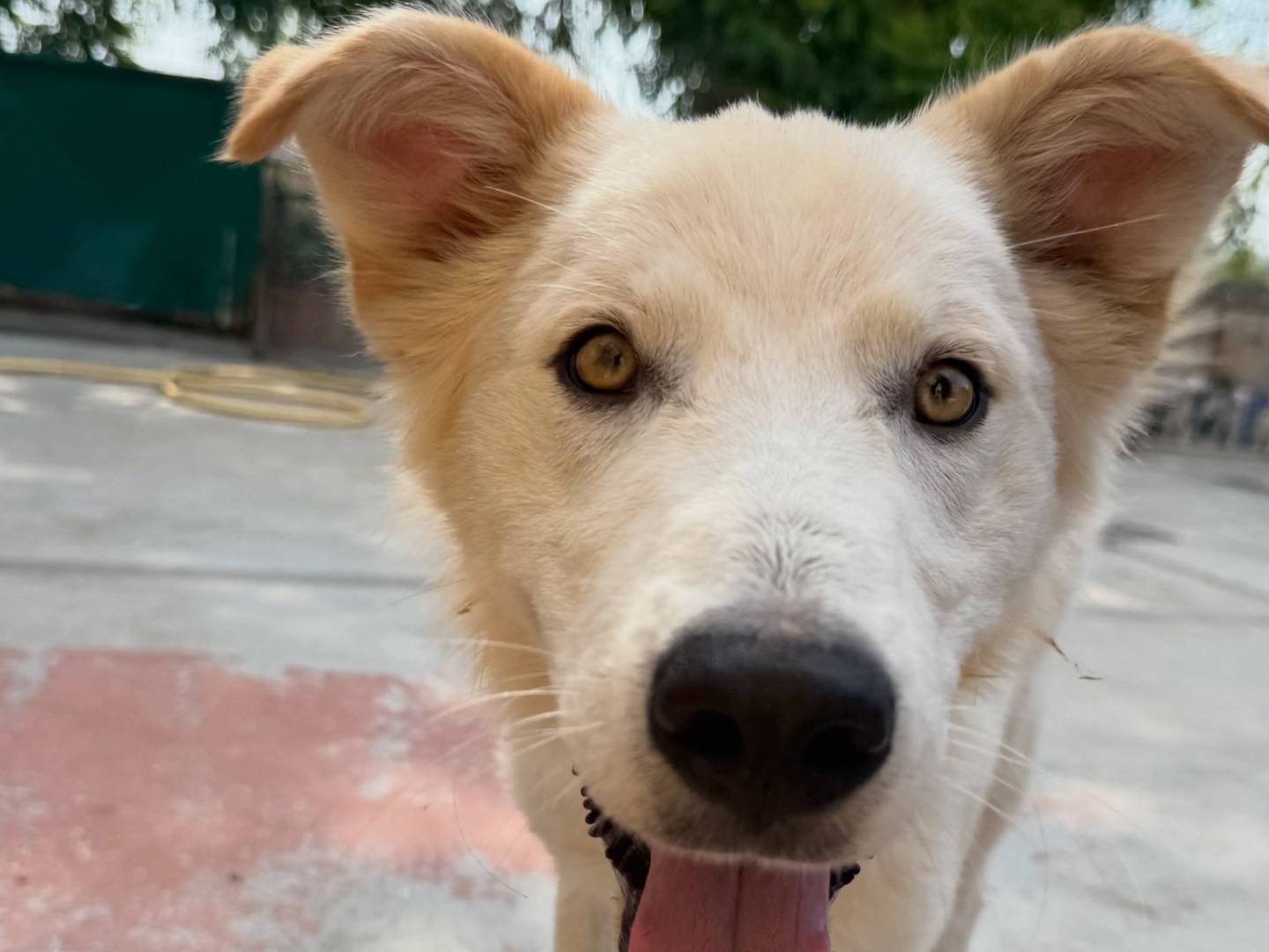 Adotta un cane, maschio, 9 mesi, Matera