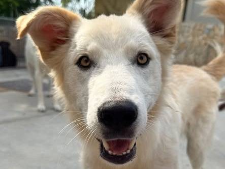 Adotta un cane, taglia media, maschio, Matera