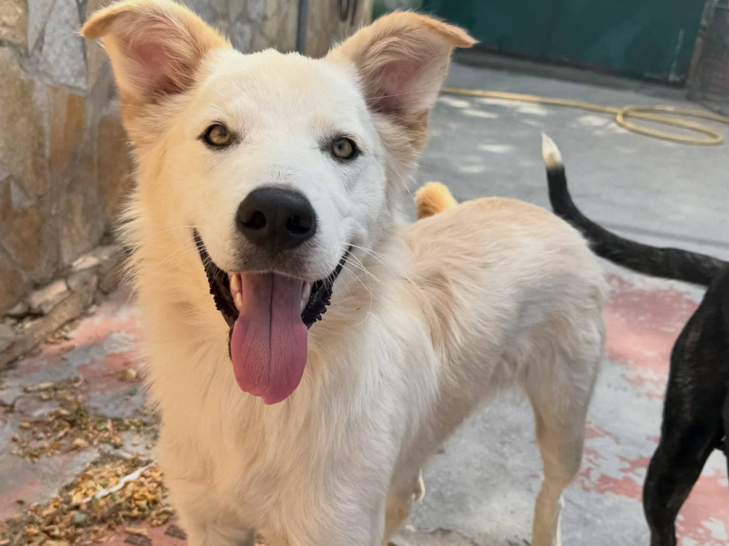 Adozione cane, maschio, Razza sconosciuta Razza sconosciuta, 9 mesi, taglia media, Matera