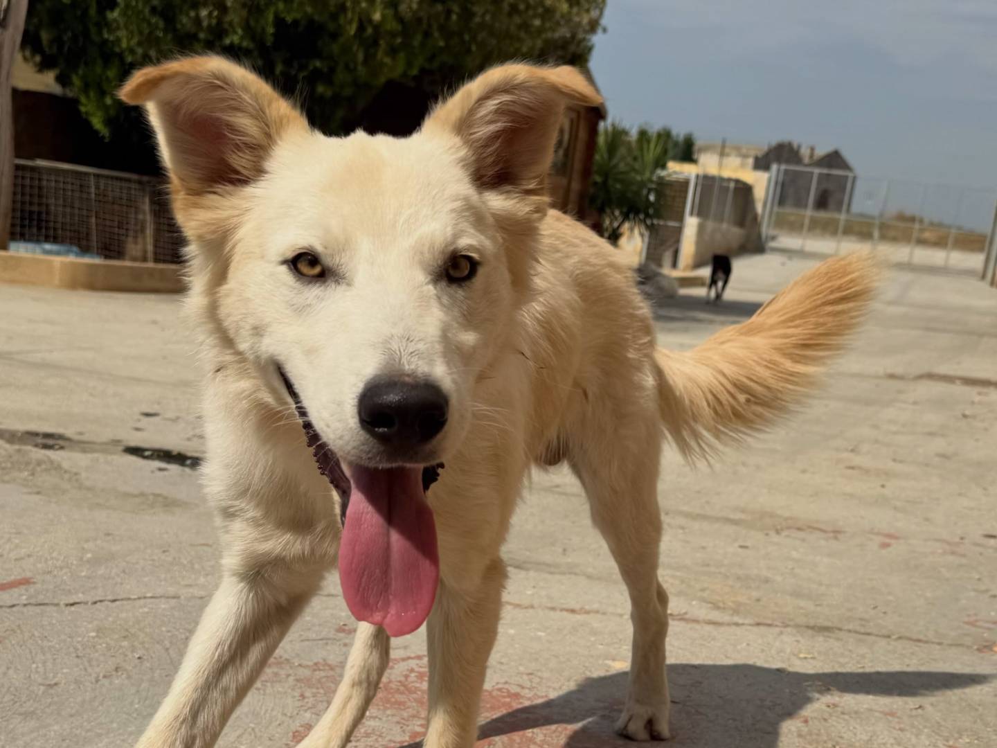Vuoi adottare un cane a Matera?