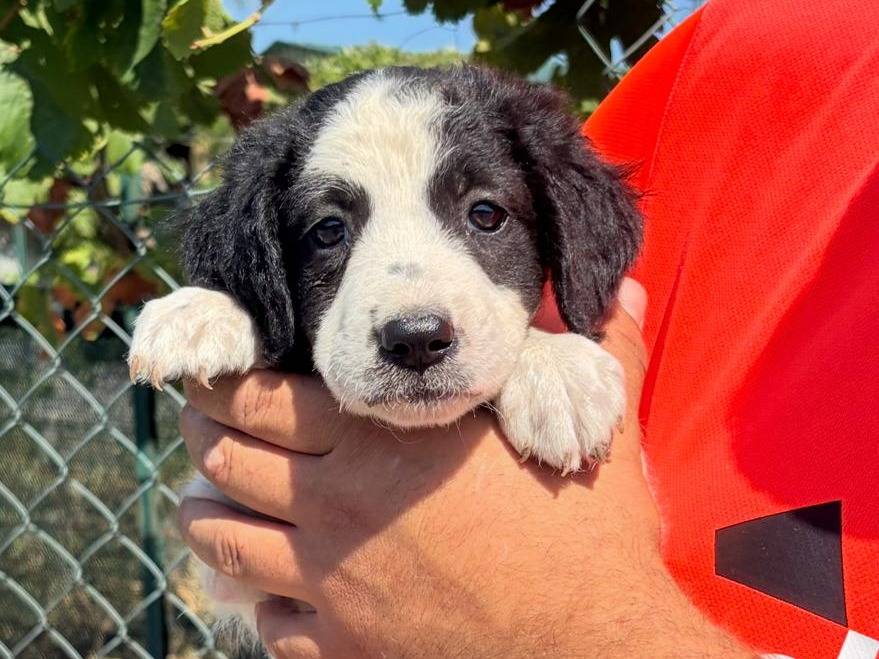 Vuoi adottare un cane a Siracusa?