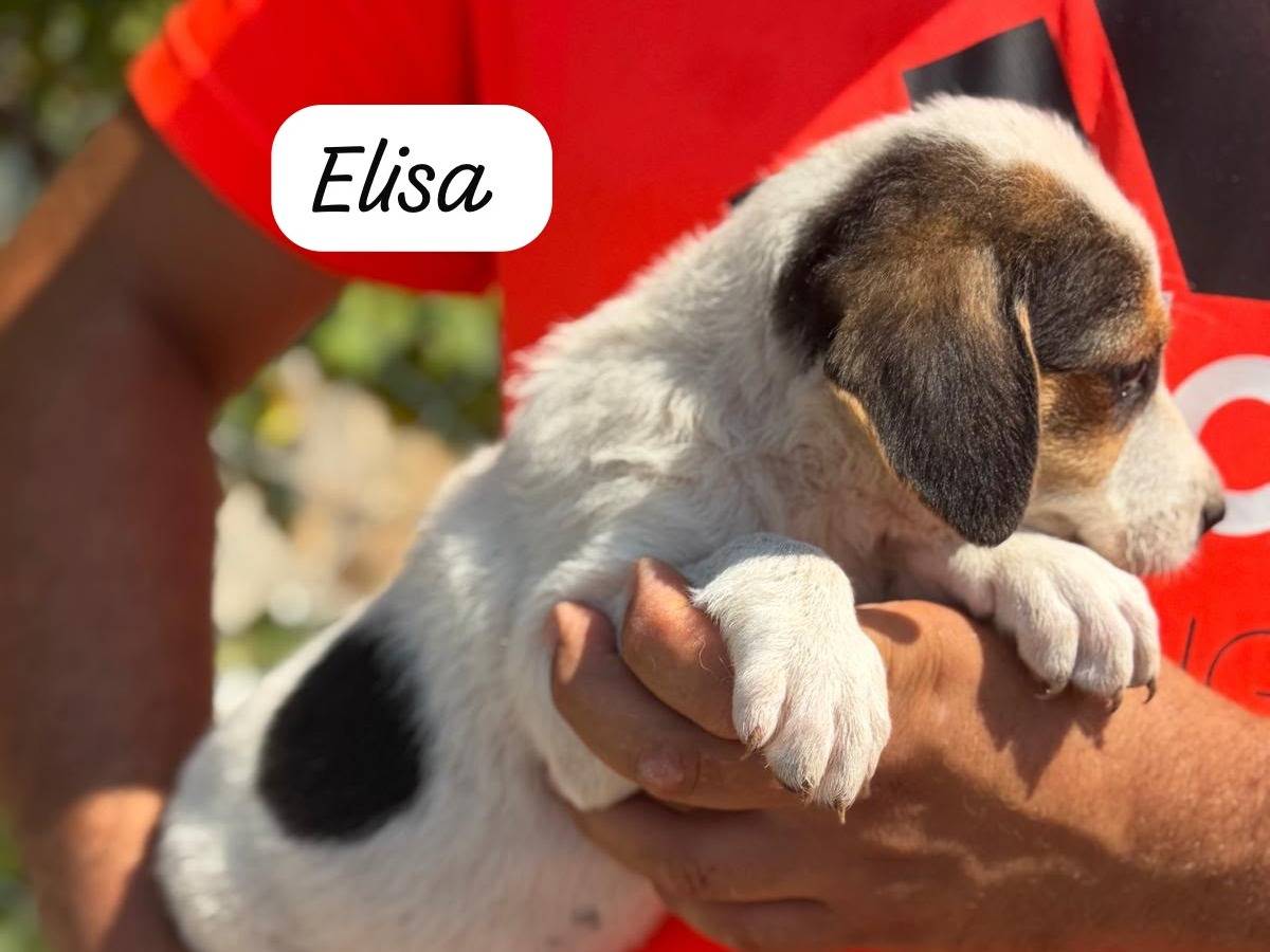 Foto 3 dell'animale