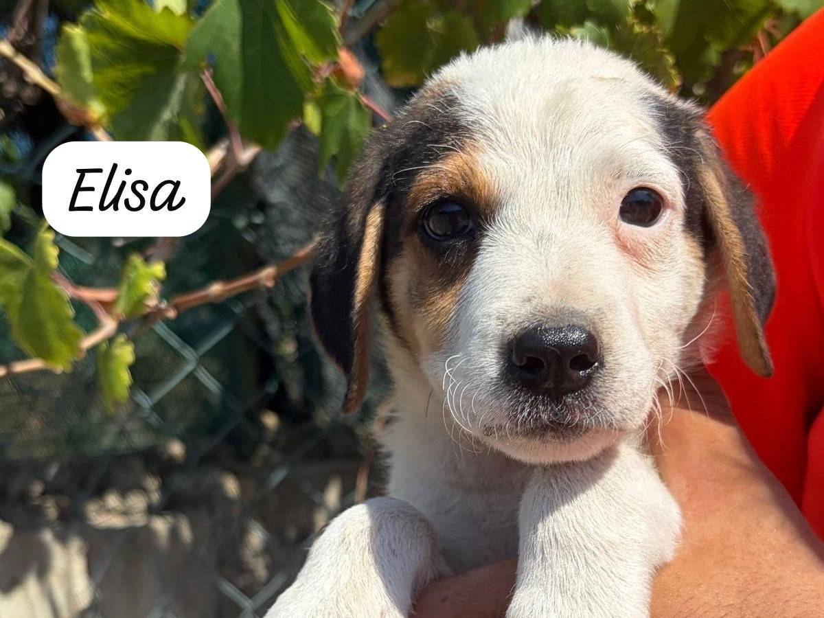 Vuoi adottare un cane a Siracusa?
