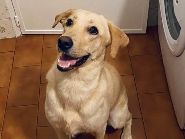 Adozione cane, femmina, Labrador Retriever Labrador Retriever, 7 mesi, taglia media, Catania