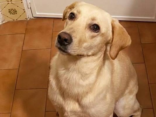 Adotta un cane, femmina, 7 mesi, Catania
