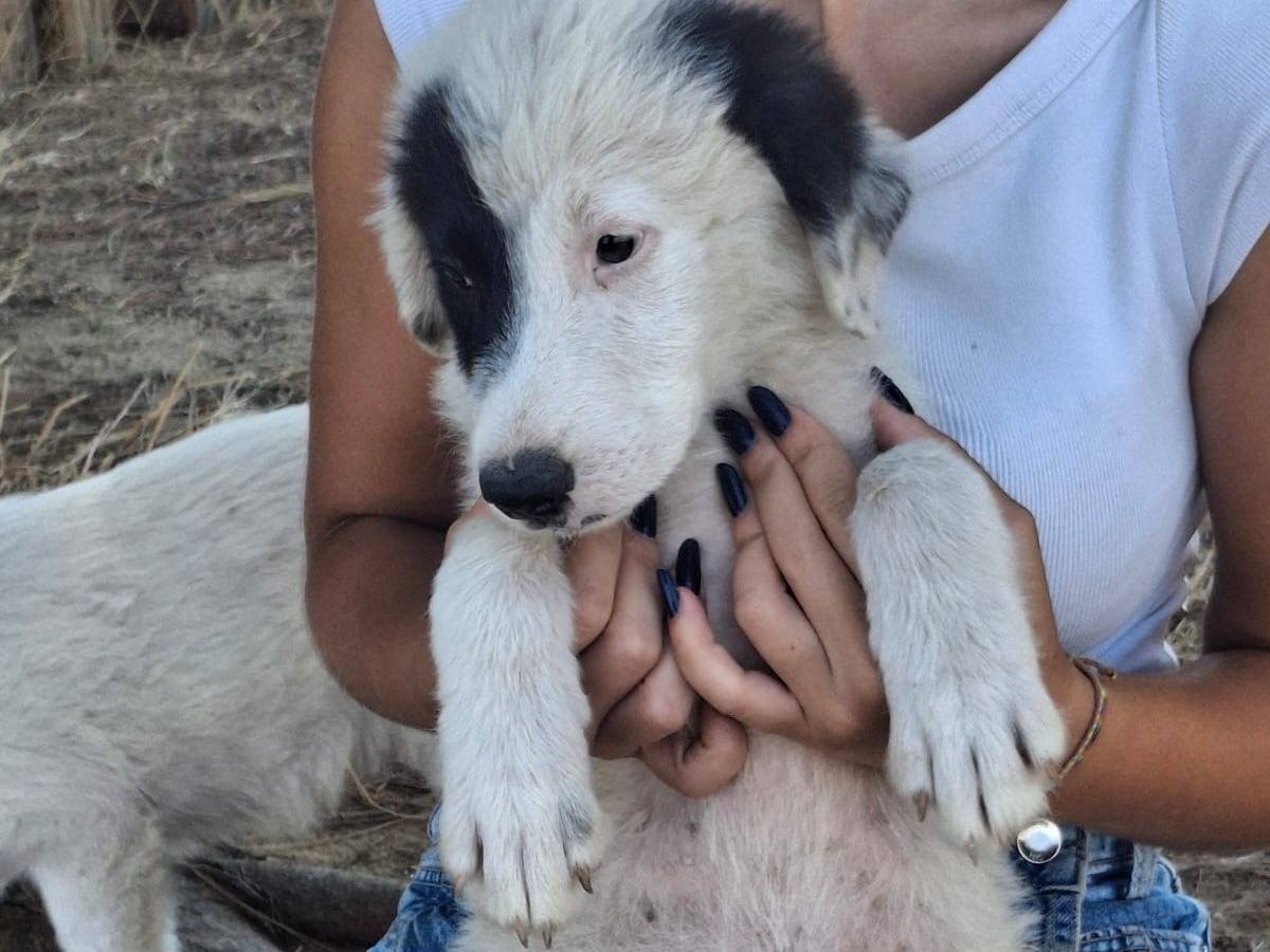 Adotta un cane, femmina, 3 mesi, Crotone