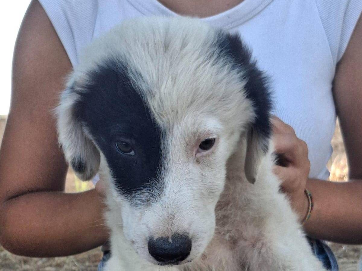 Adotta un cane, taglia media, femmina, Crotone
