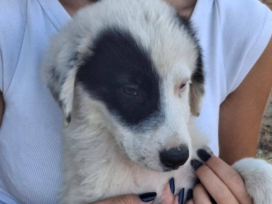 Vuoi adottare un cane a Crotone?