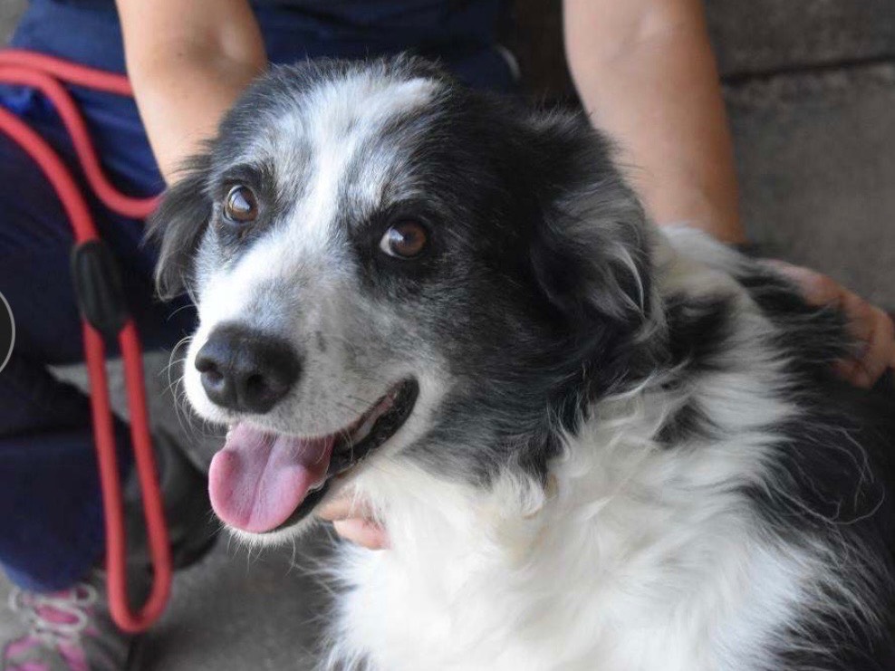Adozione cane, maschio, Razza sconosciuta Razza sconosciuta, 3 anni e 4 mesi, taglia media contenuta, Roma