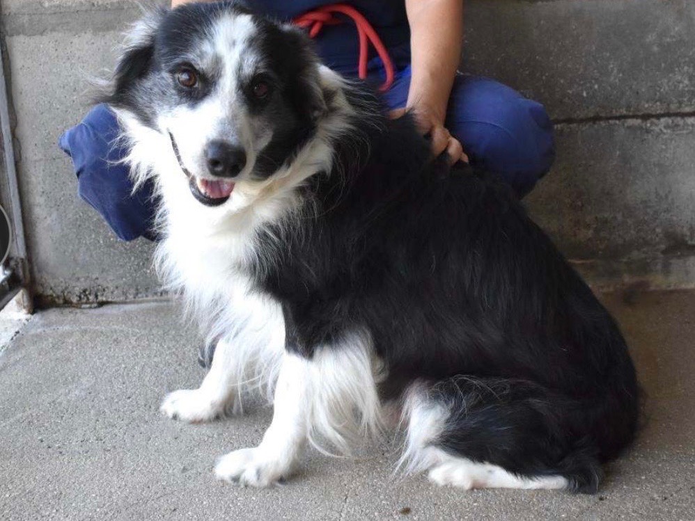 Adotta un cane, maschio, 3 anni e 4 mesi, Roma