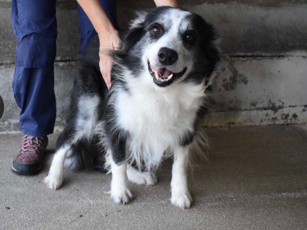 Adotta un cane, taglia media contenuta, maschio, Roma