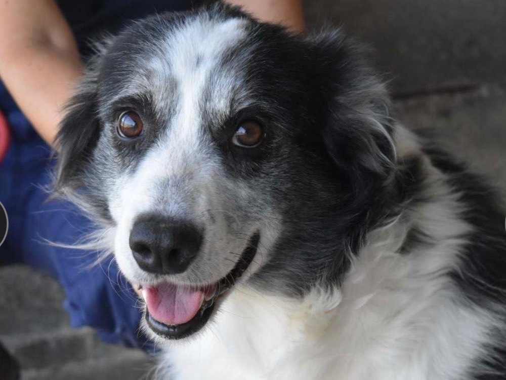 Vuoi adottare un cane a Roma?