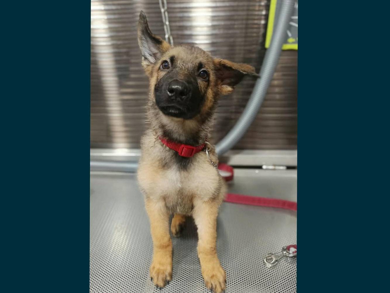 Vuoi adottare un cane a Brescia?