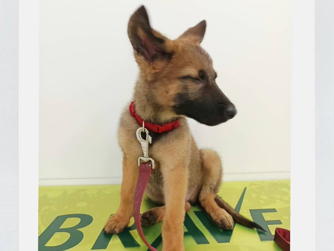 Adotta un cane, taglia media, maschio, Brescia
