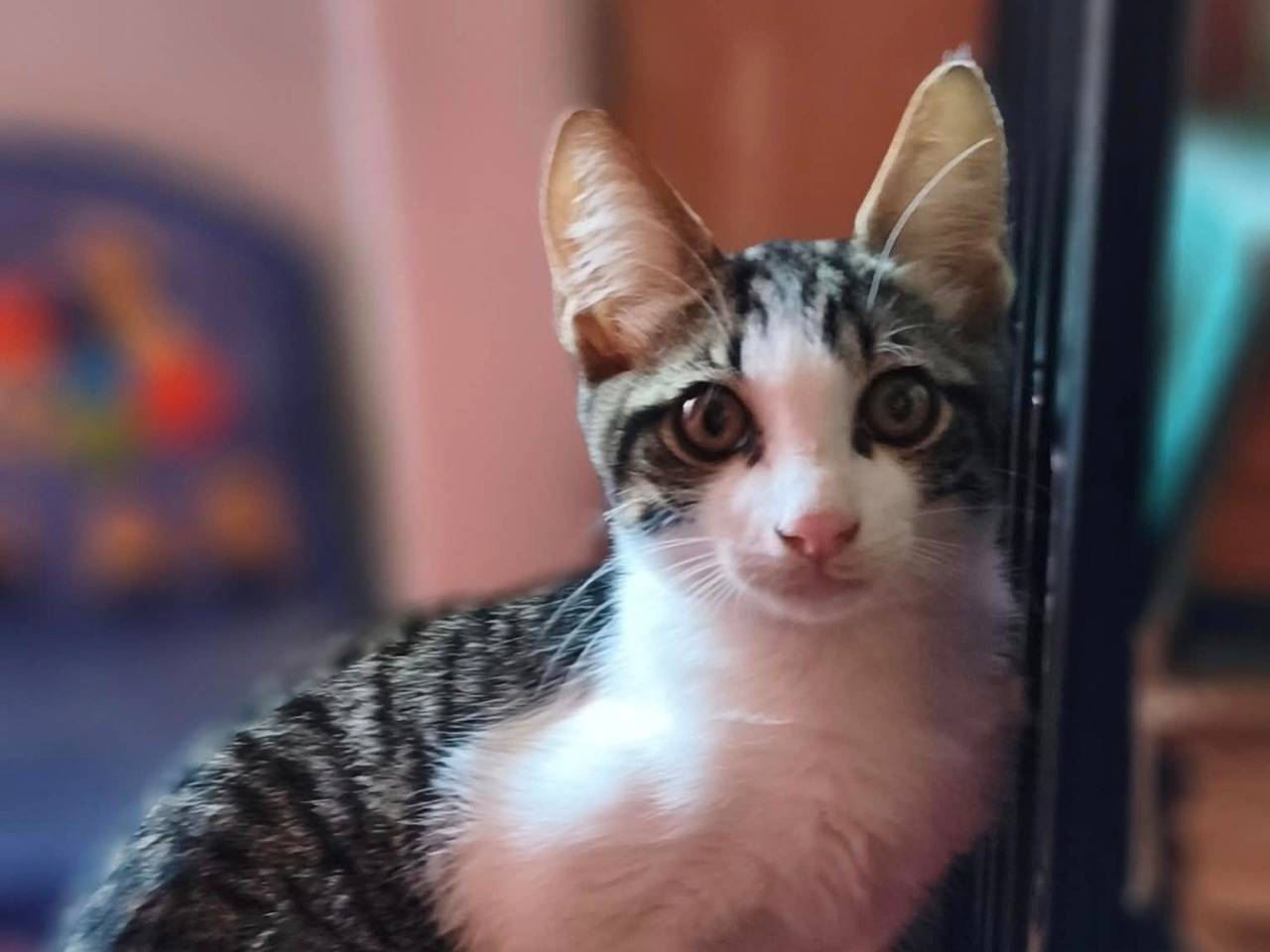 Adozione gatto, maschio, Razza sconosciuta Razza sconosciuta, 4 mesi, taglia non valida, Latina