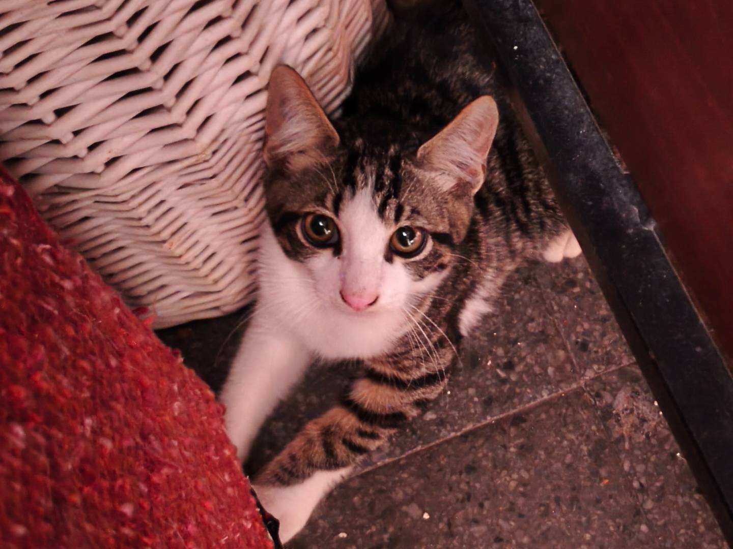 Adotta un gatto, maschio, 4 mesi, Latina