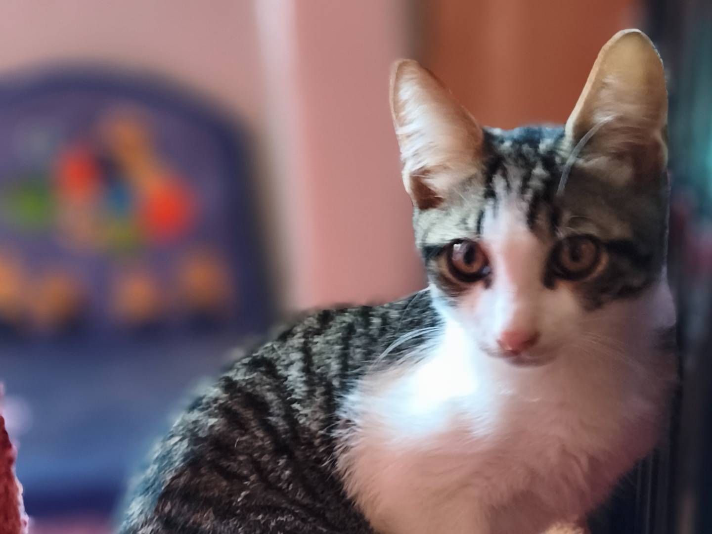 Adotta un gatto, taglia non valida, maschio, Latina