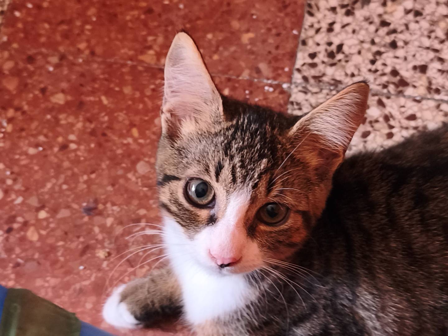 Adozione gatto, femmina, Razza sconosciuta Razza sconosciuta, 4 mesi, taglia non valida, Latina