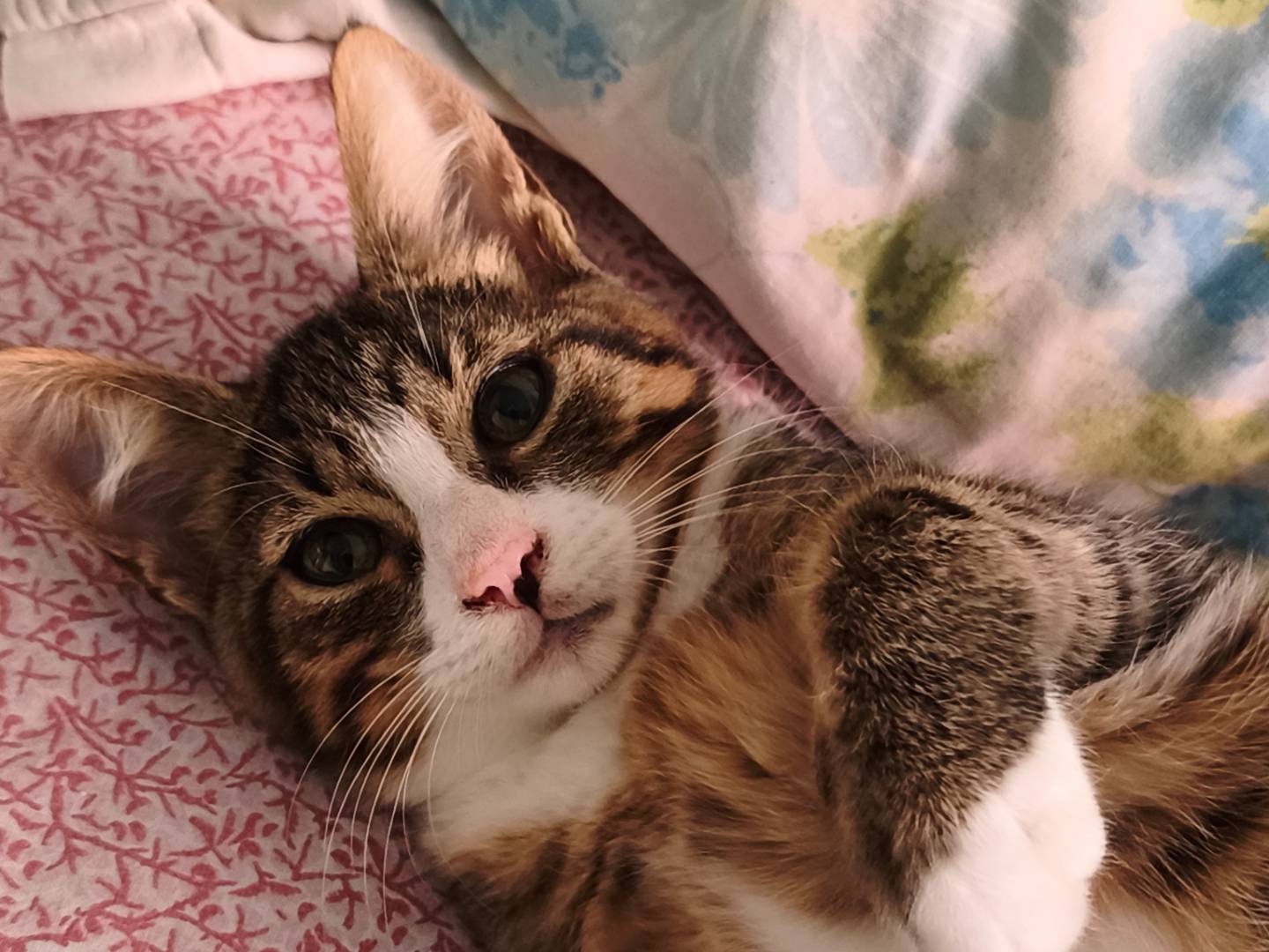 Adotta un gatto, femmina, 4 mesi, Latina