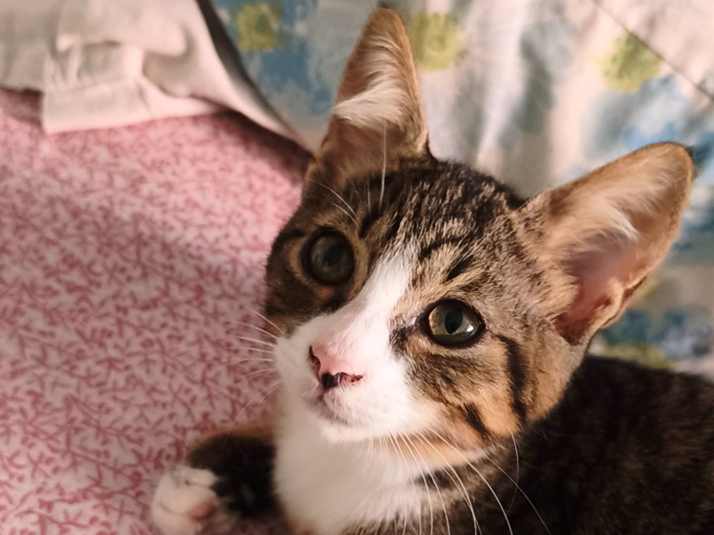 Adotta un gatto, taglia non valida, femmina, Latina