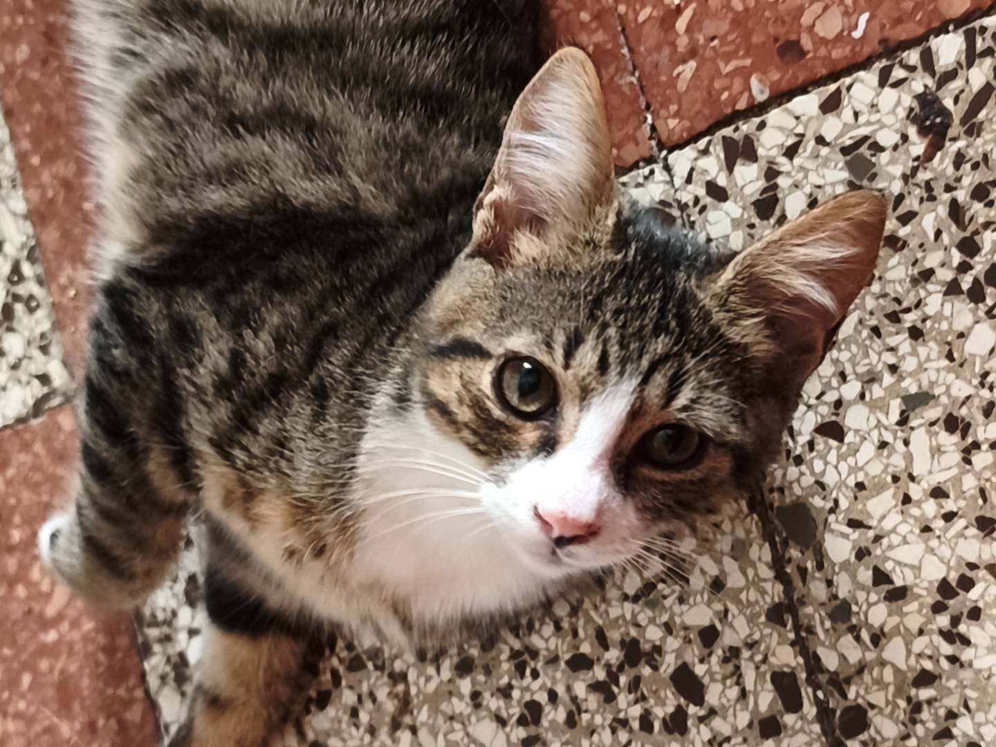 Vuoi adottare un gatto a Latina?