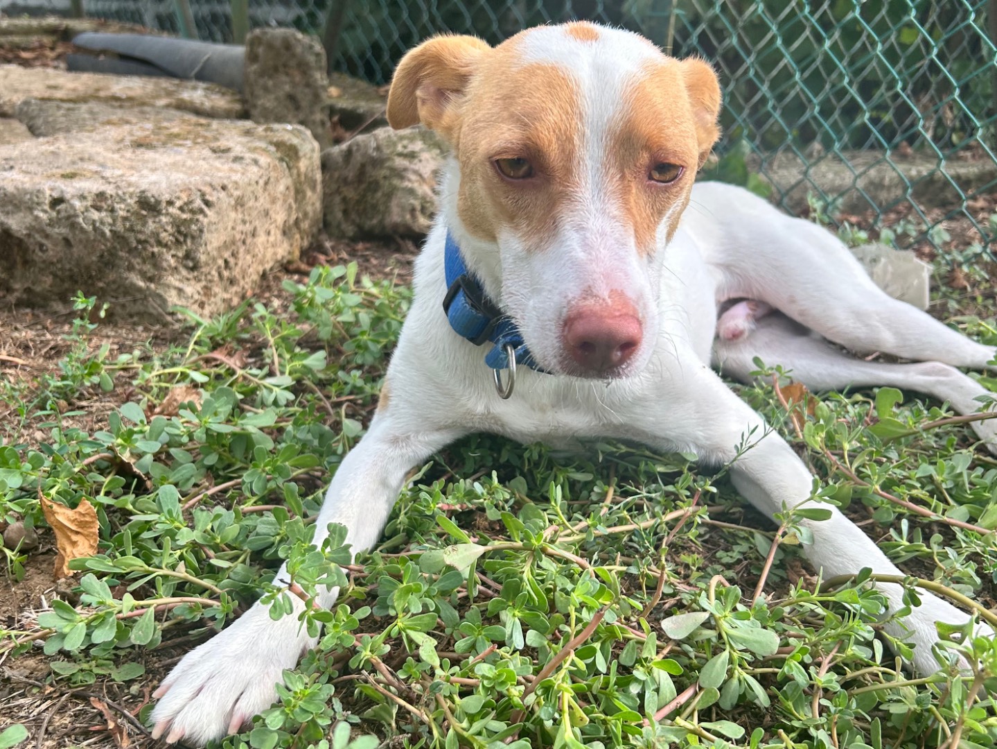 Adozione cane, maschio, Jack Russell Terrier Razza sconosciuta, 1 anno e 8 mesi, taglia media contenuta, Viterbo