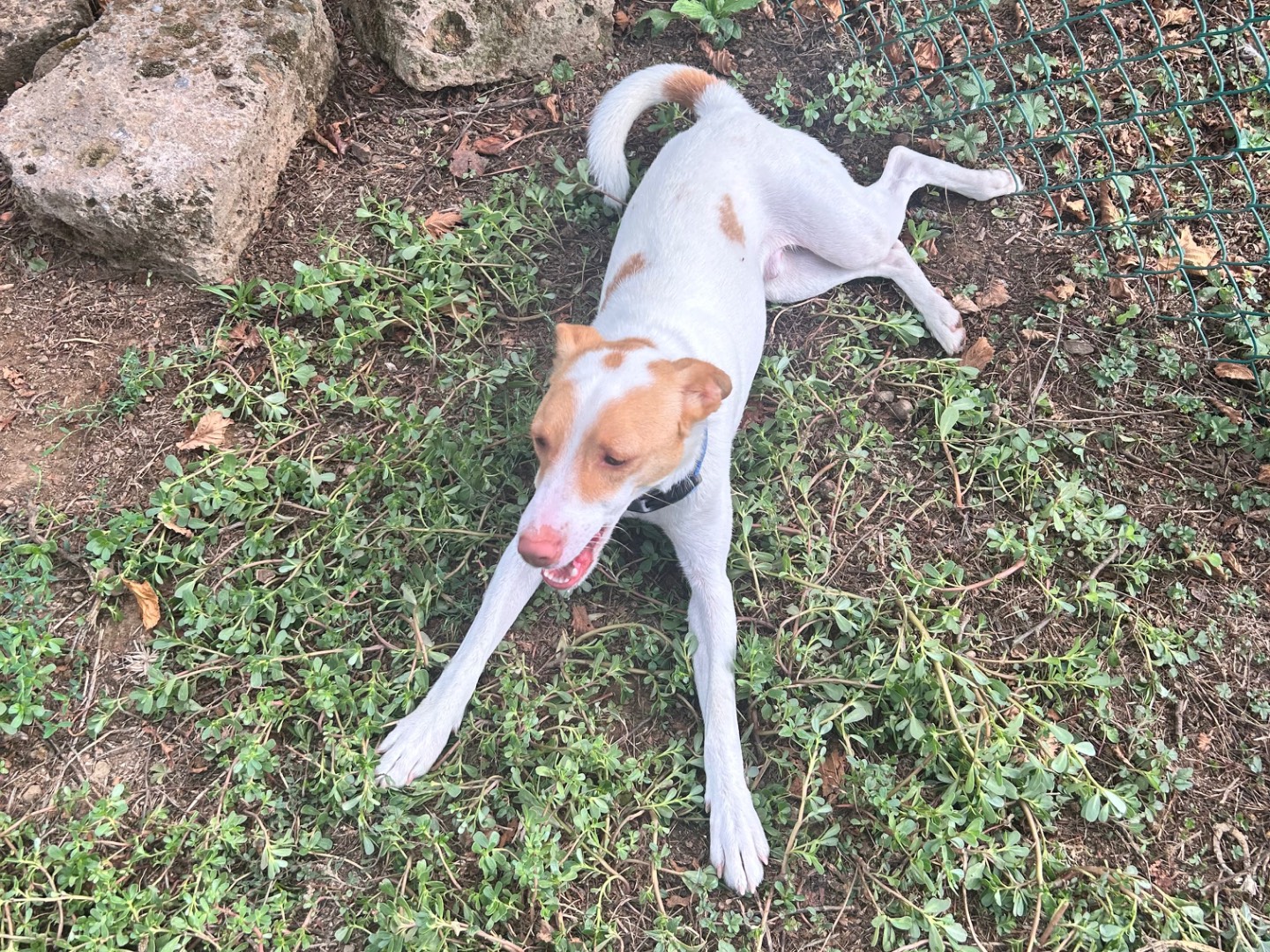 Adotta un cane, taglia media contenuta, maschio, Viterbo