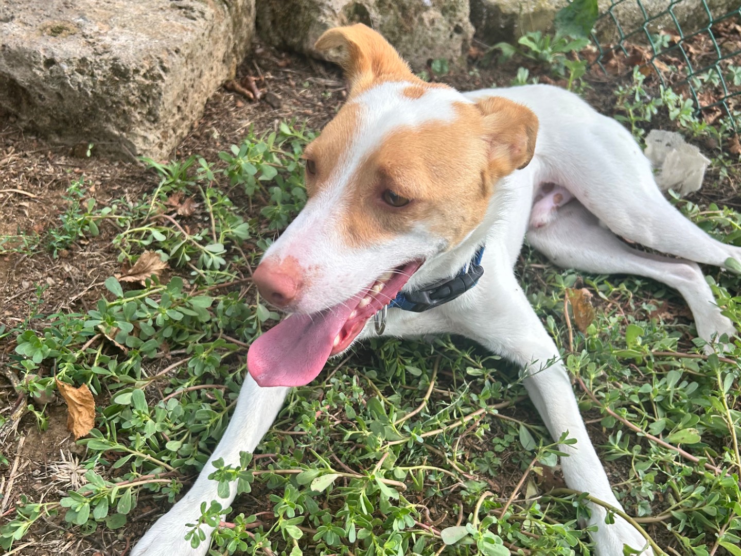 Vuoi adottare un cane a Viterbo?