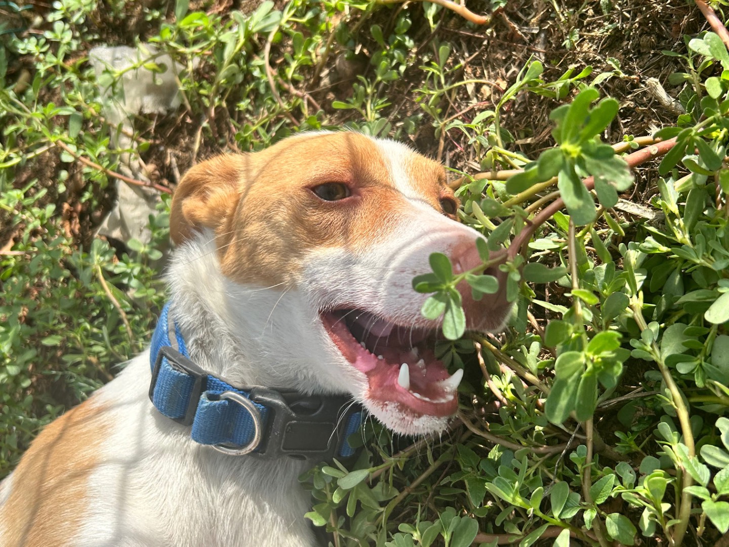 Adotta il cane Paco a Viterbo