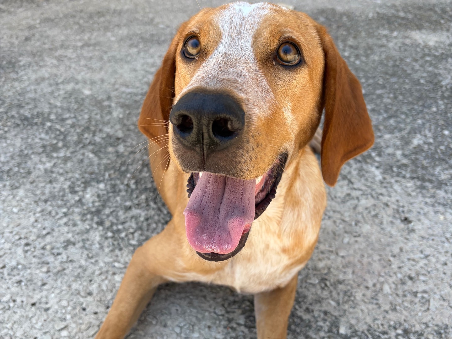 Vuoi adottare un cane a Torino?