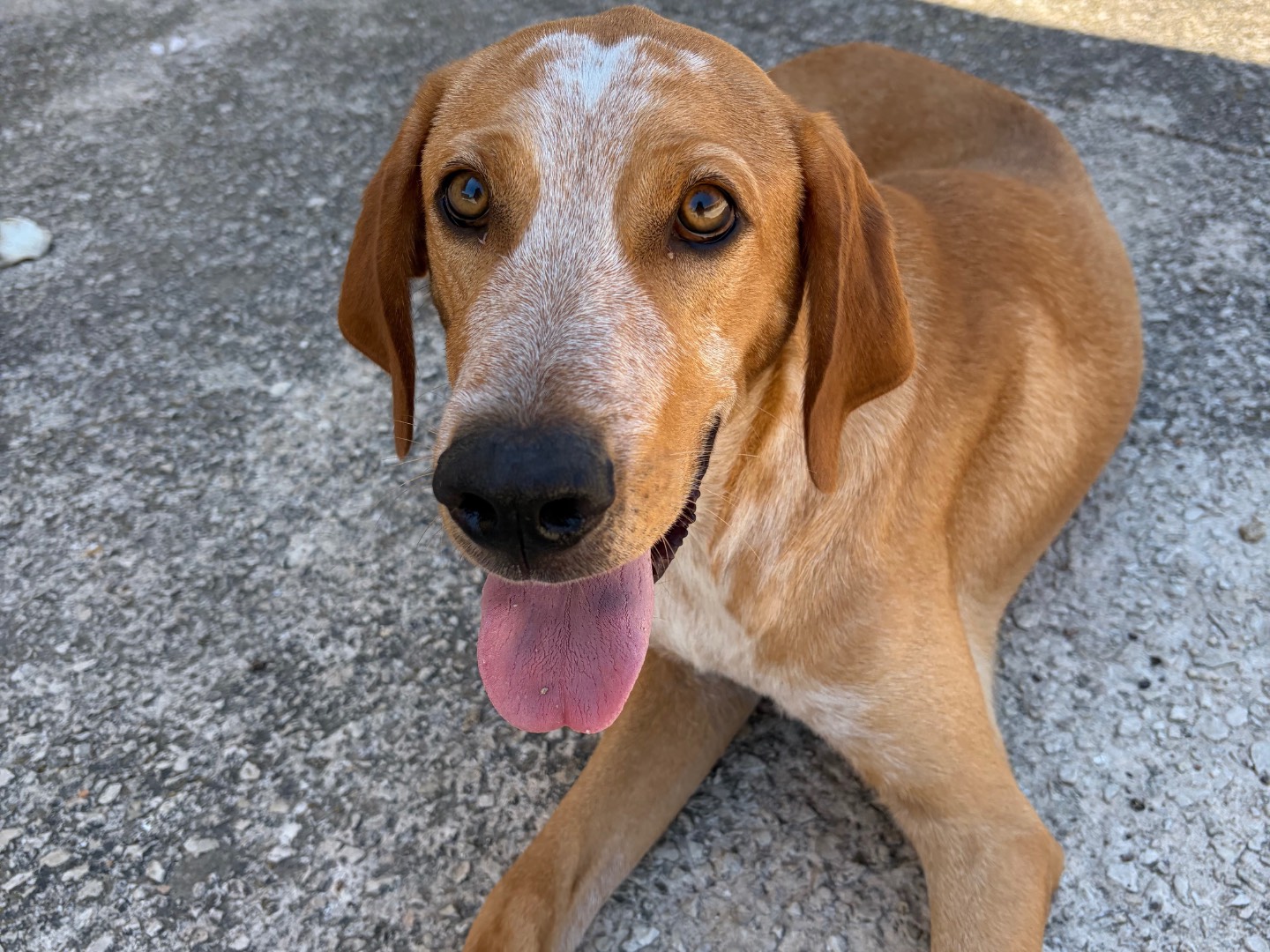 Adotta il cane Caramello  a Torino