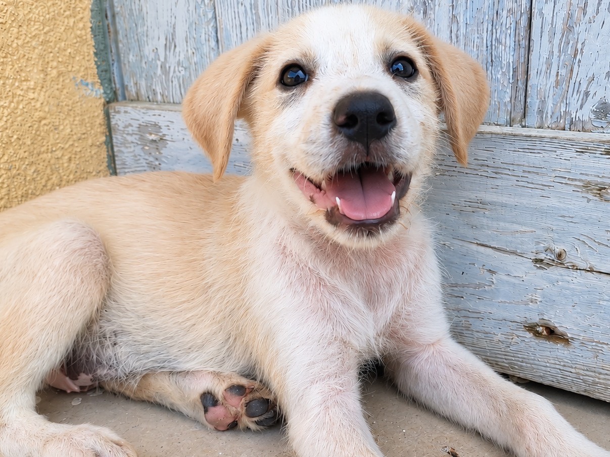 Adozione cane, maschio, Razza sconosciuta Razza sconosciuta, 3 mesi, taglia media, Trapani