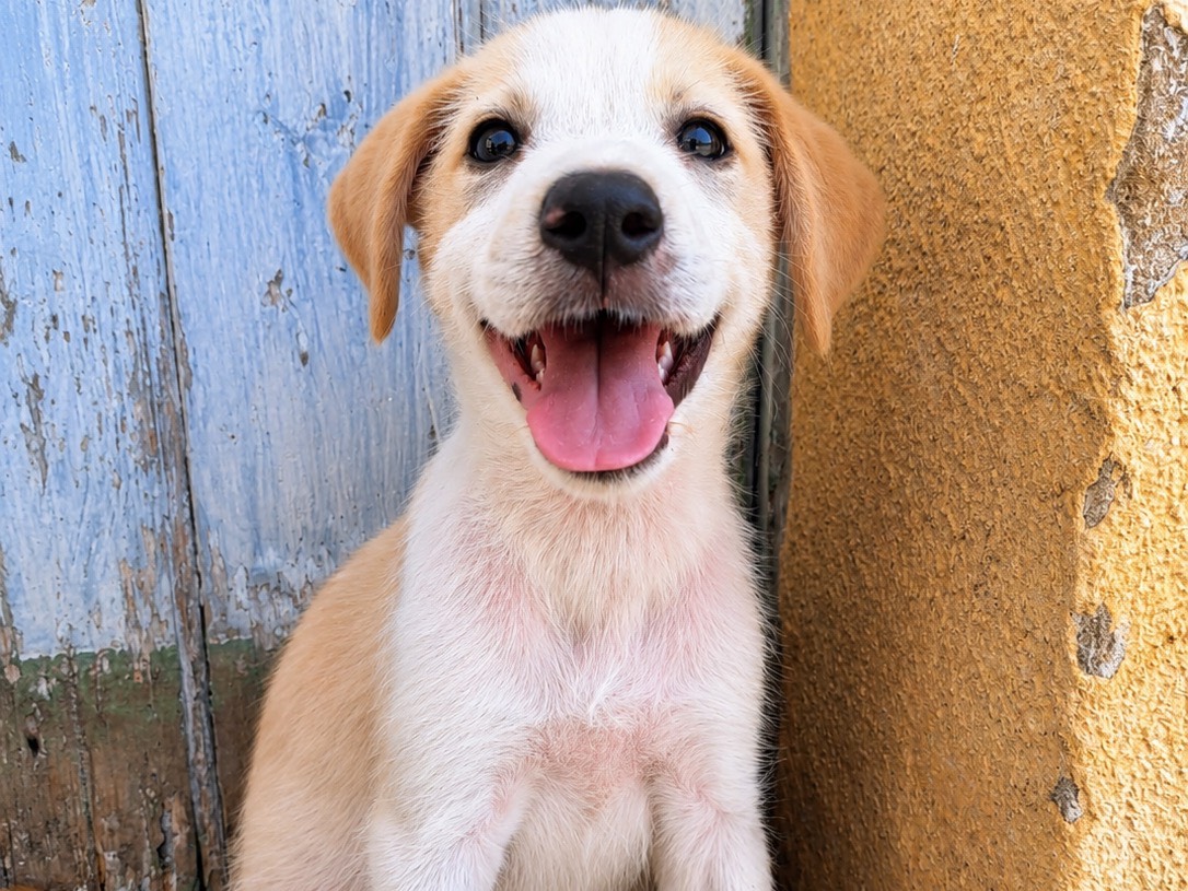 Adotta un cane, taglia media, maschio, Trapani