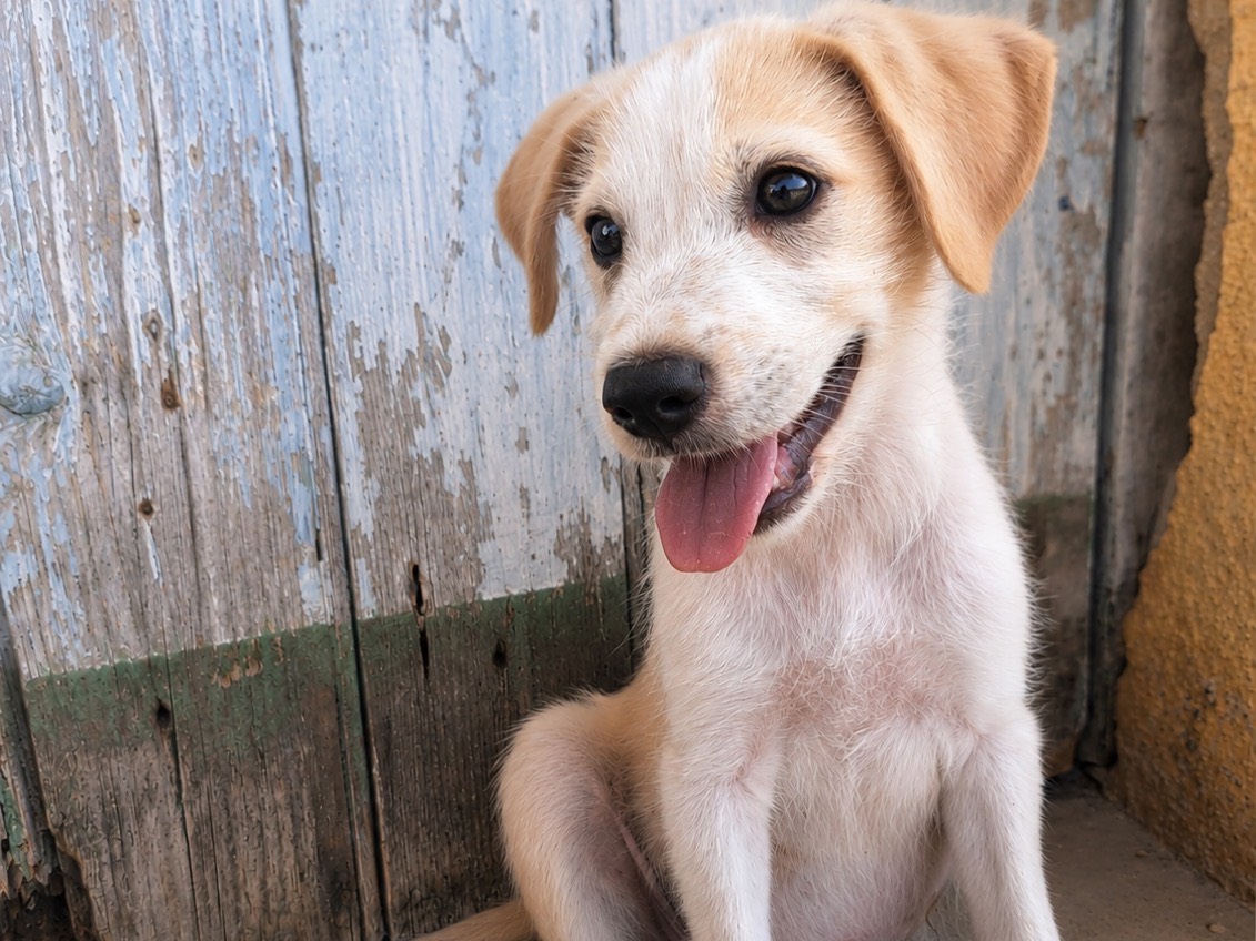 Vuoi adottare un cane a Trapani?